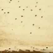 ORO SFUMATO AVORIO